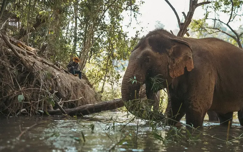Elephant standing in a shallow forest stream at an ethical elephant sanctuary near Chiang Mai, Thailand.