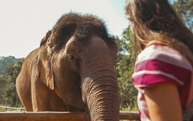 Close-up view of an elephant approaching a wooden rail while a visitor watches from a safe distance at a Chiang Mai sanctuary.